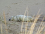 SX11286 Cute Cute Grey or atlantic seal pup on beach (Halichoerus grypsus).jpg